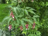 BILD1771.webp