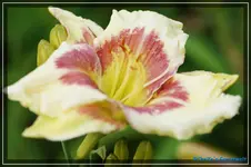 Tropical Passion.webp