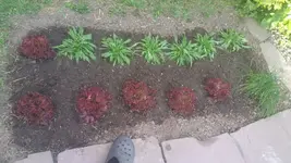 Mein Beet.webp