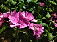 IMG_20200712_144839_3.webp