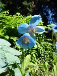 P1000628Blauer Scheinmohn.JPG