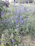 20200714_172240.jpg