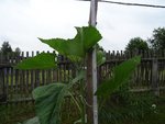 k-DSC03155.JPG