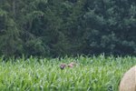 DSC09178.JPG