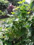 20200716_100829.jpg