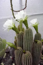 Trichocereus_candicans.webp