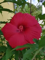 20200717_153742.webp