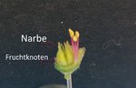 weibliche Organe.jpg