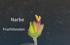 weibliche Organe.jpg weibliche Organe.jpg