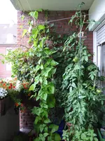 P1010241.webp