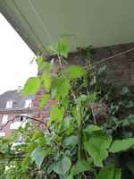 P1010245.webp