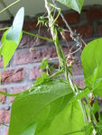 P1010250Feuerbohnen.JPG