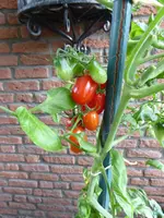 P1010251Rote Chinesische Coctailtomate.webp