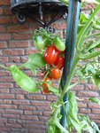 P1010251Rote Chinesische Coctailtomate.JPG
