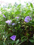 P1010253Blaue Mauritius.JPG