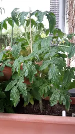 20200717_193150.webp