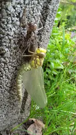libelle1.webp