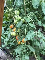 IMG_5198.JPG