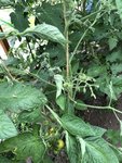 IMG_5205.JPG