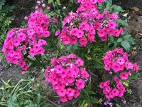 IMG_5241.webp