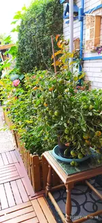 IMG_20200718_151647.webp