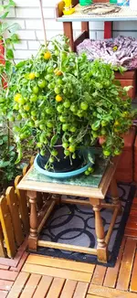 IMG_20200718_152031.webp