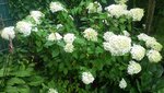 20190806_125238.jpg