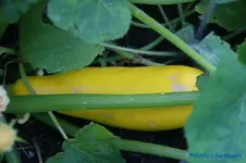 comp_DSC09191.webp