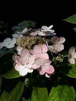 20200714_102629.webp