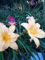 20200718_195649.jpg