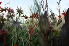 065.webp