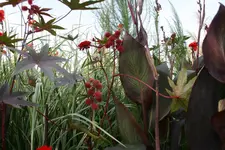 066.webp