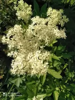 3AD9AE91-DB95-4F05-B7AC-94D684189C94.webp
