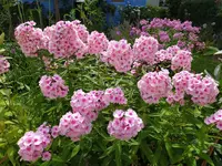 C6DB7767-52CD-4724-A4FC-0A8887D29B5E.webp