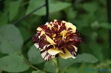 comp_DSC09197.webp