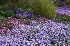 042.webp