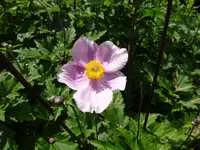 DSC01162.webp