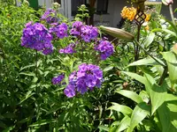 DSC01161.webp