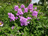 DSC01163.webp