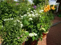 DSC01166.webp