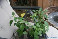 comp_DSC09194.webp