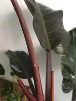 7BA7B056-6502-4E50-AA23-8A03DB31DD98.webp