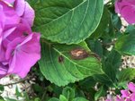 IMG_20200720_135300_001.jpg