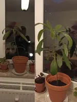 Avocado_früher.webp