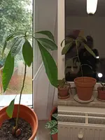 Avocado_jetzt.webp