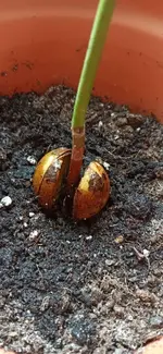 Avocadokern.webp