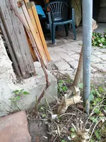 15952562865096792662382129595654.webp