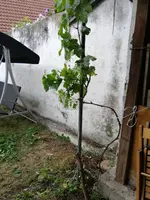 15952563358614427398387633835023.webp