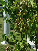 IMG_20200718_142741.webp