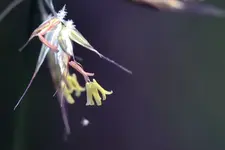 Grasblüte_0006.webp